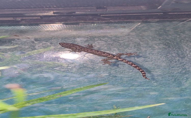 Gecko reptiles - Advert 1