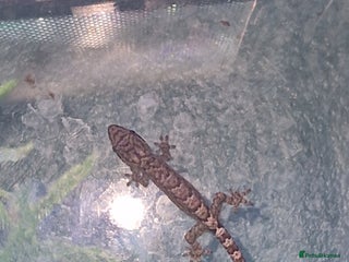 Gecko reptiles - Advert 30