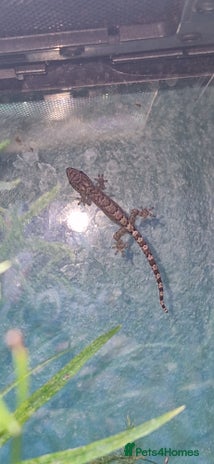 Gecko reptiles - Advert 1