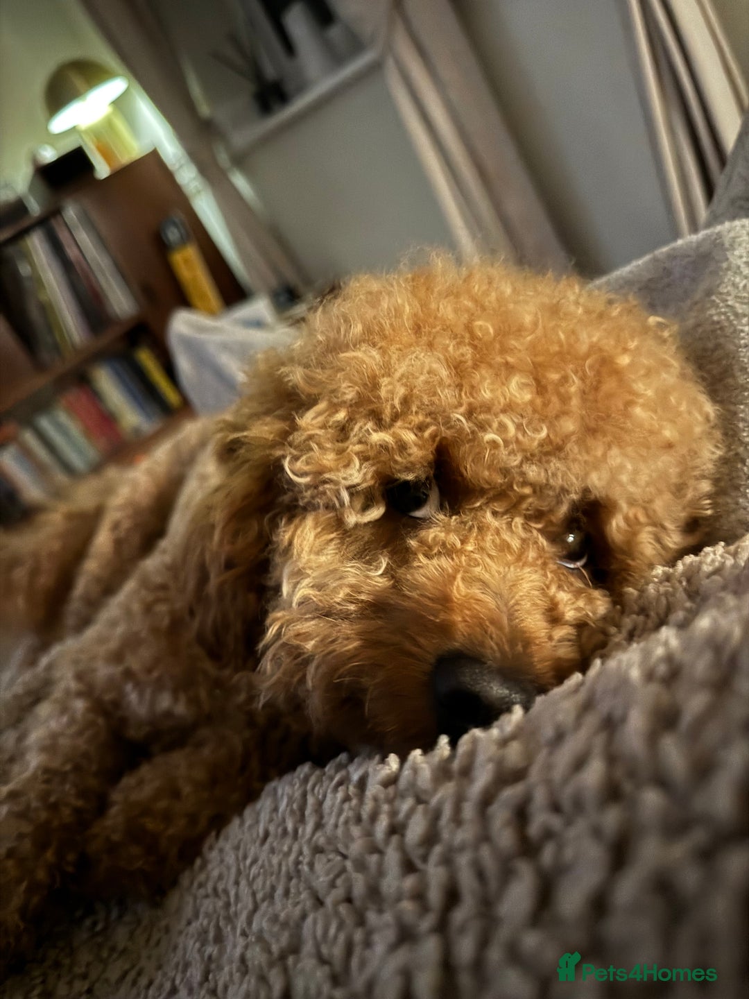 Miniature Poodle dogs for stud: Rufus  - Advert 13