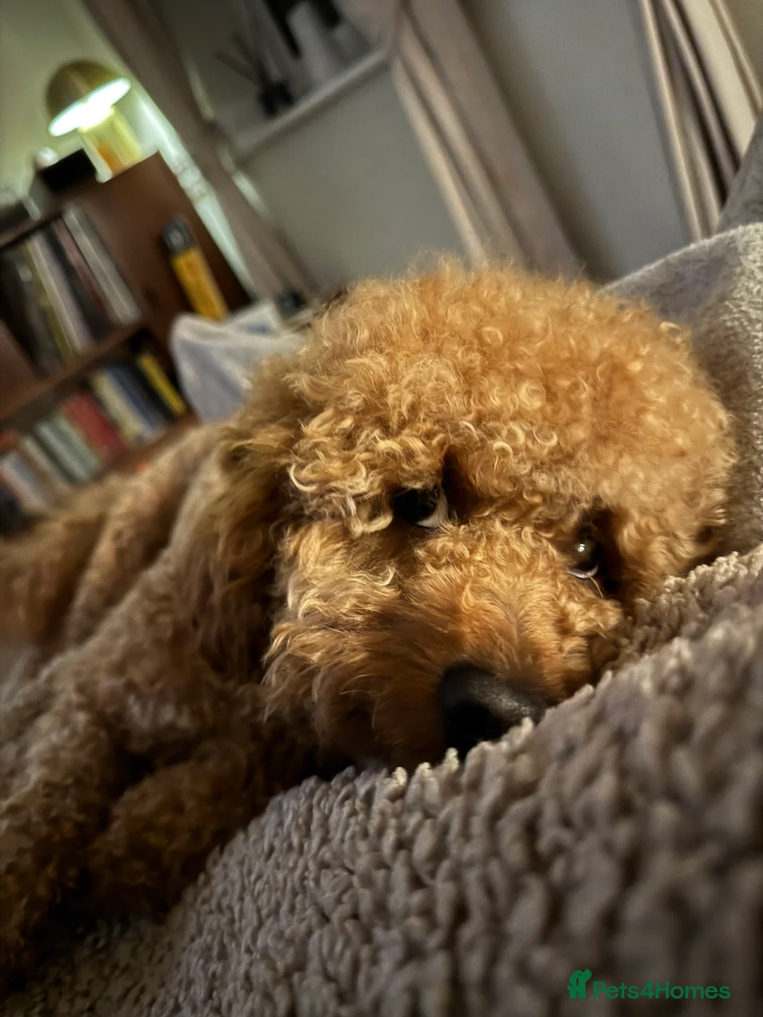 Miniature Poodle dogs for stud: Rufus  - Advert 13