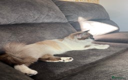 Ragdoll cats for sale: Ragdoll kittens £600-£1,000 - Image 18
