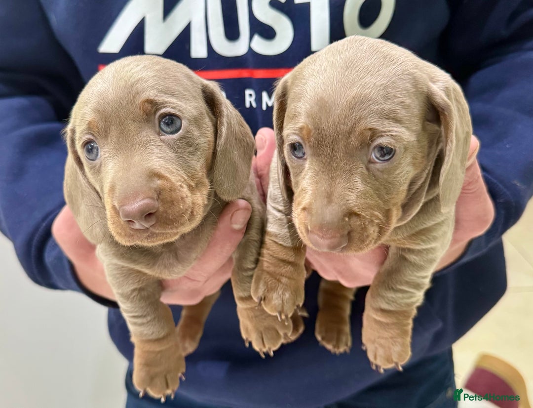 Dachshund dogs for sale: 2 Isabella dachshund puppies  - Image 6