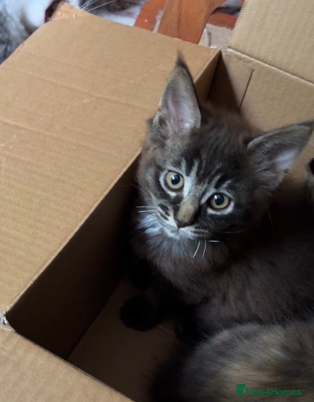 Maine Coon cats MaineCoon/Ragdoll X (pedigree registered parents) - Advert 10