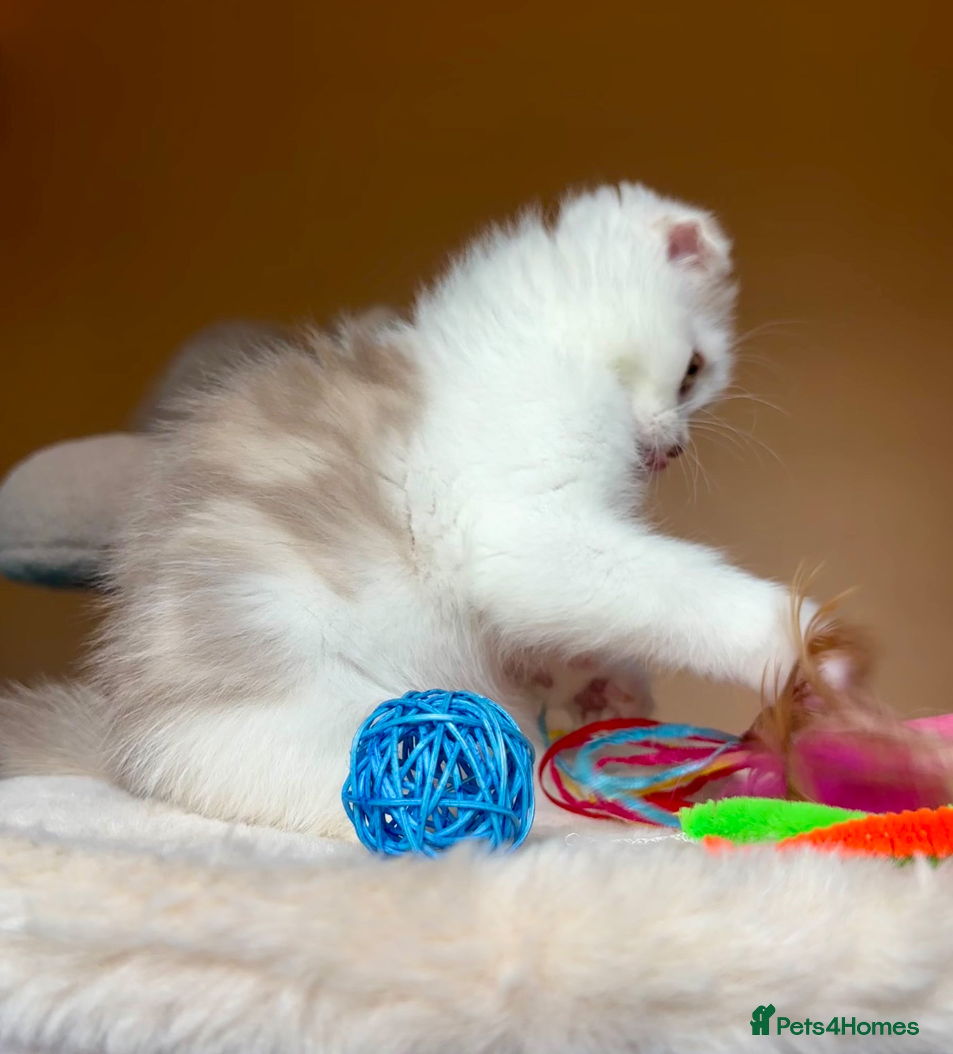 Scottish Fold cats for sale: Pedigree Adorable Scottish Fold Kittens  - Advert 25