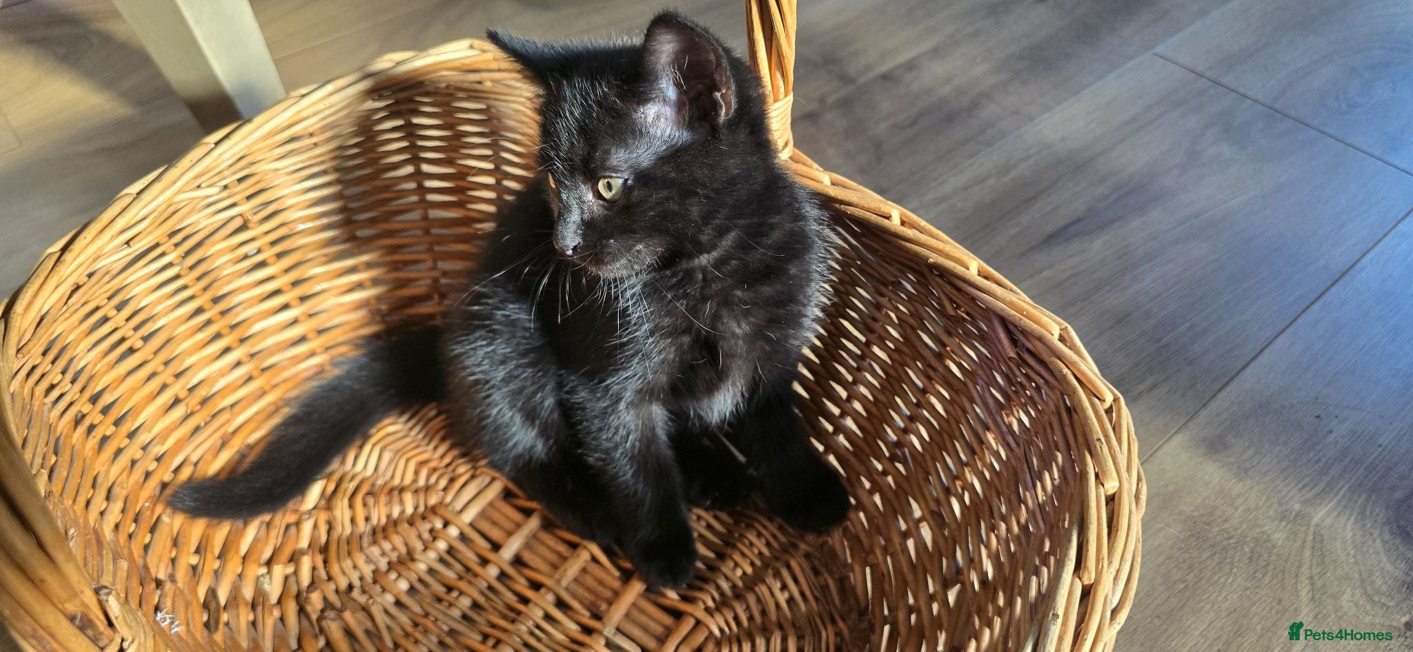 Mixed Breed cats Beautiful Kittens Looking for Their Forever Homes - Advert 1