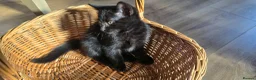 Mixed Breed cats for sale: Beautiful Kittens Looking for Their Forever Homes - Advert 1