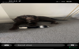 Sprocker dogs for sale: 2 year old Sprocker  - Image 1