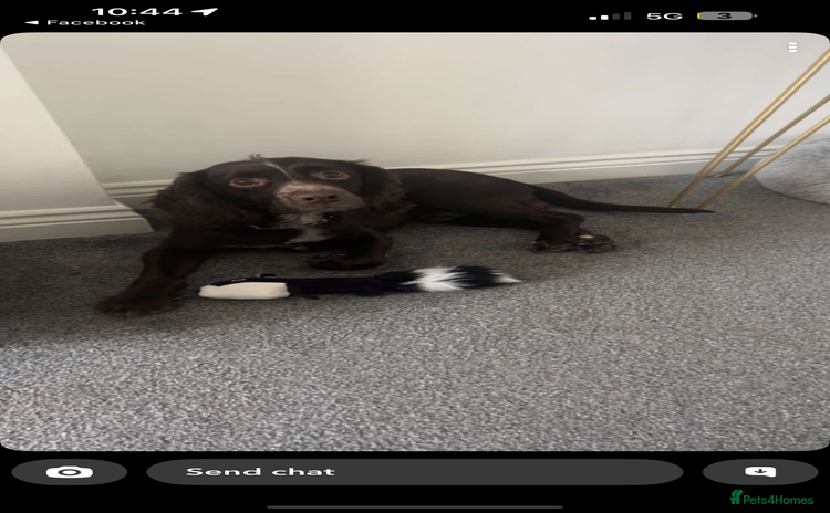 Sprocker dogs - Advert 1