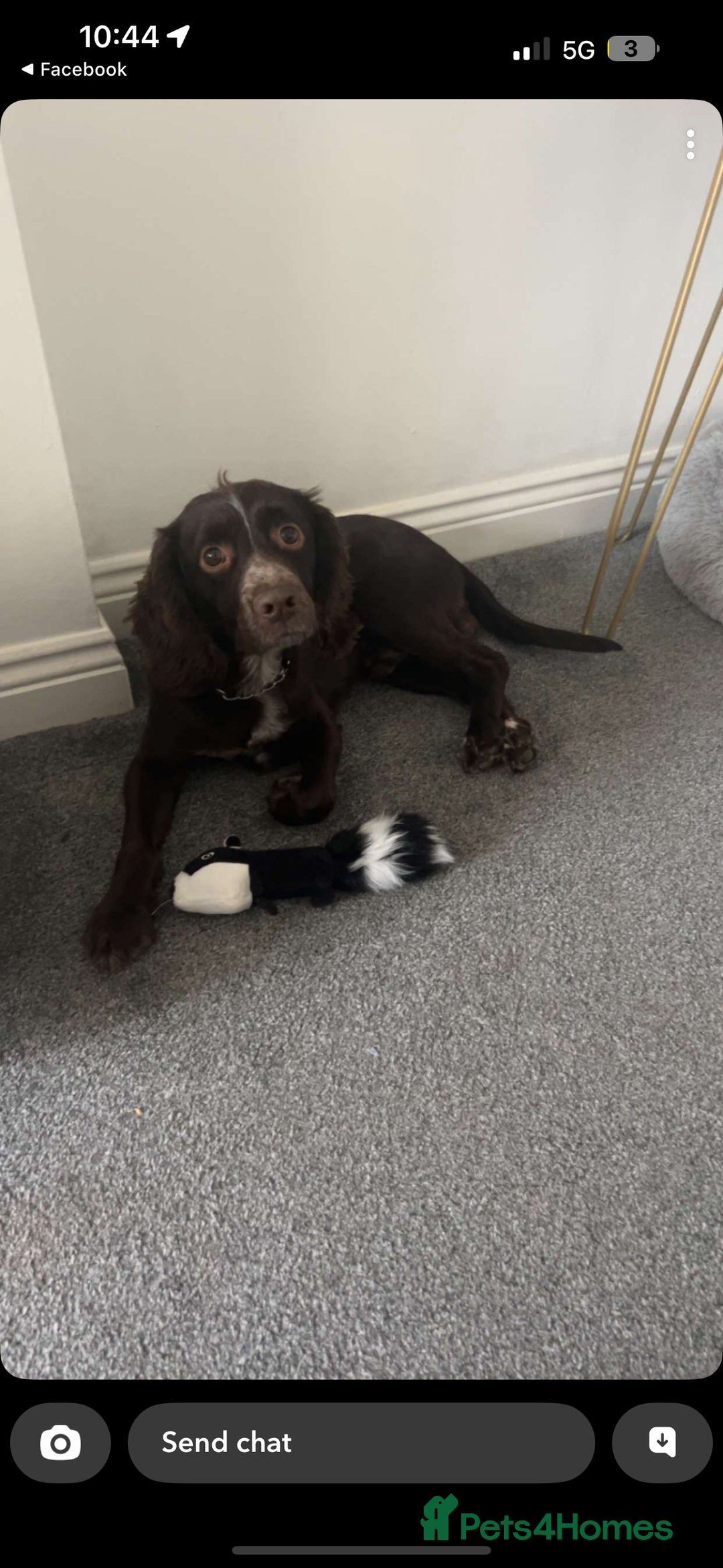 Sprocker dogs for sale: 2 year old Sprocker  - Image 1