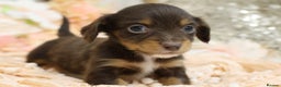 Miniature Dachshund dogs for sale: KC Longhair Miniature Dachshund Puppies - Advert 23