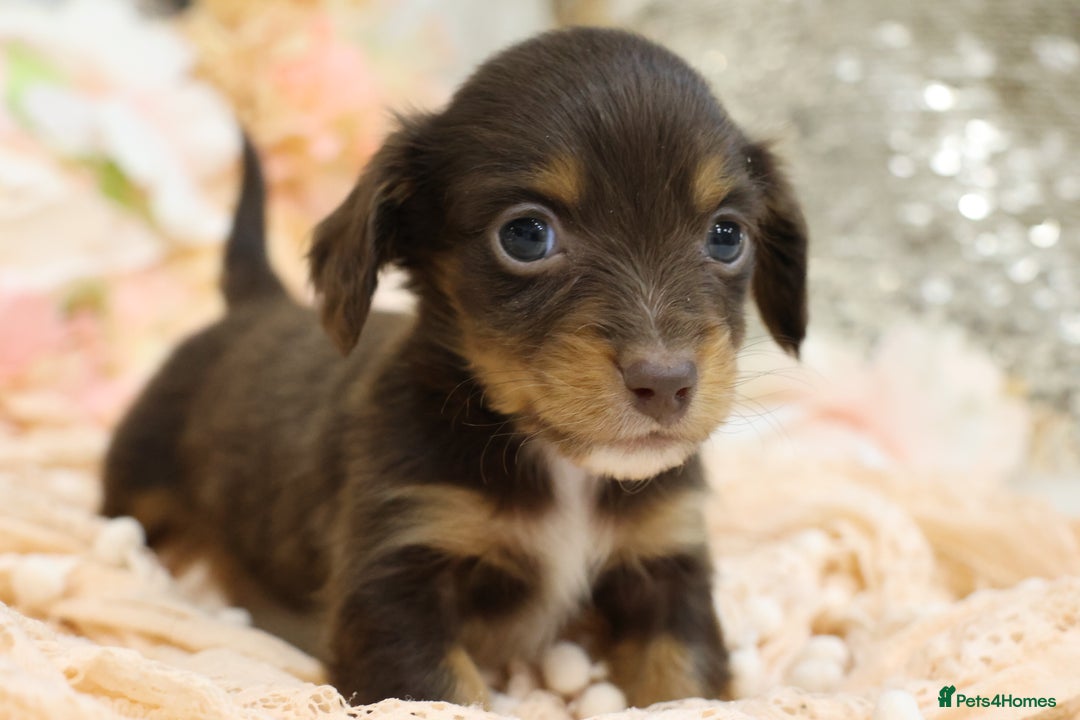 Miniature Dachshund dogs for sale: KC Longhair Miniature Dachshund Puppies - Advert 23