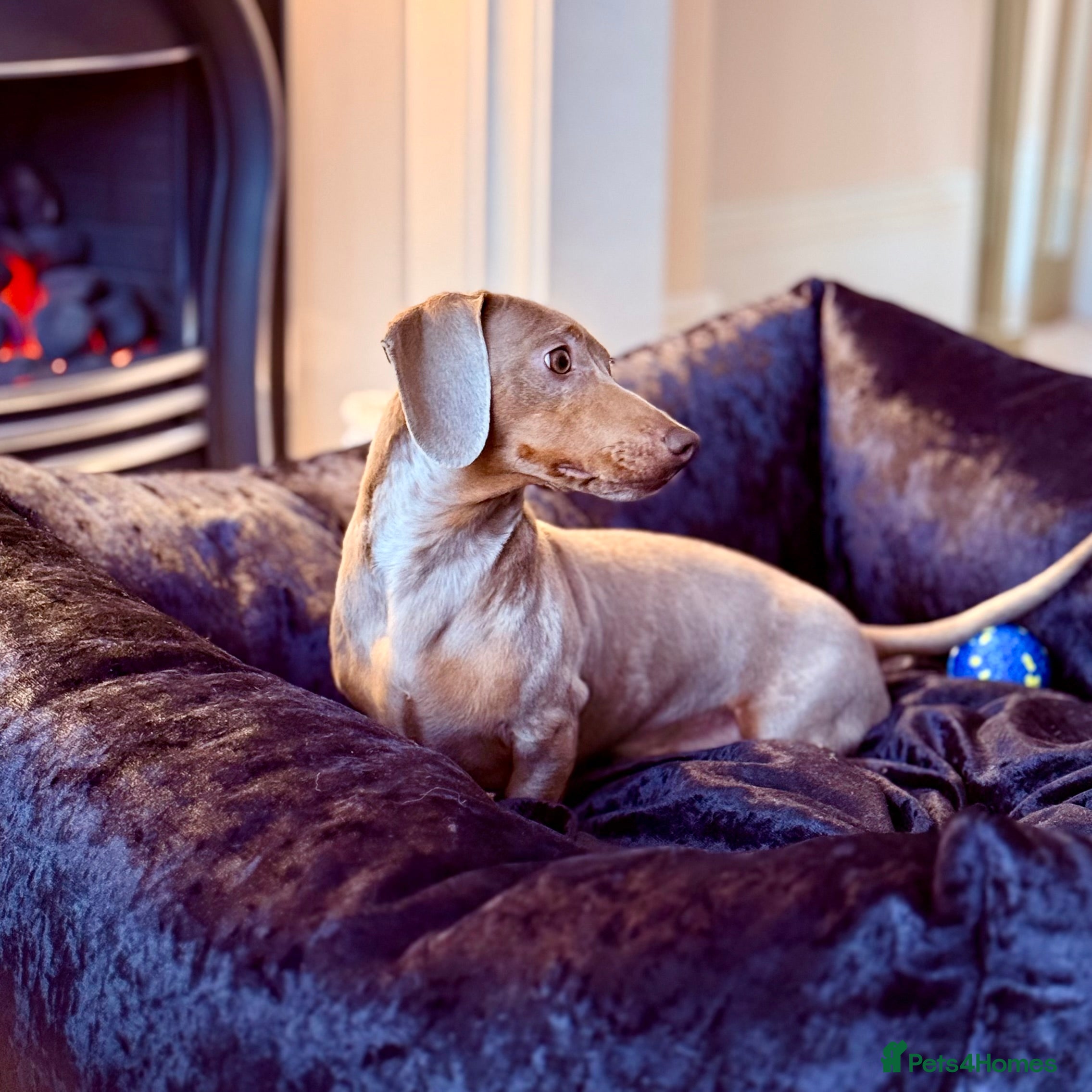 Miniature Dachshund dogs Isabella & Cream Dapple Miniature Dachshund Stud in Doncaster - Advert 20