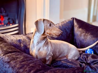 Miniature Dachshund dogs Isabella & Cream Dapple Miniature Dachshund Stud in Doncaster - Advert 6