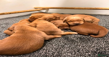 Golden Retriever dogs Dark Working Golden Retriever puppies - Advert 7