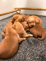 Golden Retriever dogs Dark Working Golden Retriever puppies - Advert 7