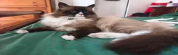 Siberian cats for stud:  Siberian Neva Maskarade  Male Available for Stud in Slough - Advert 4
