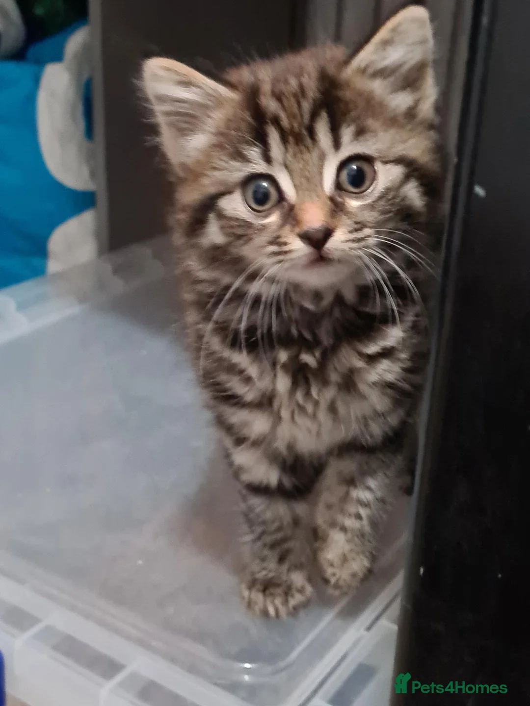 Mixed Breed cats for sale: Kittens  - Advert 2
