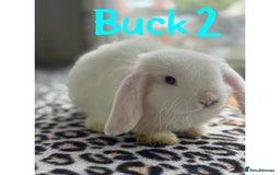 Mini Lop rabbits for sale: Pure breed mini lop male and female  - Image 4
