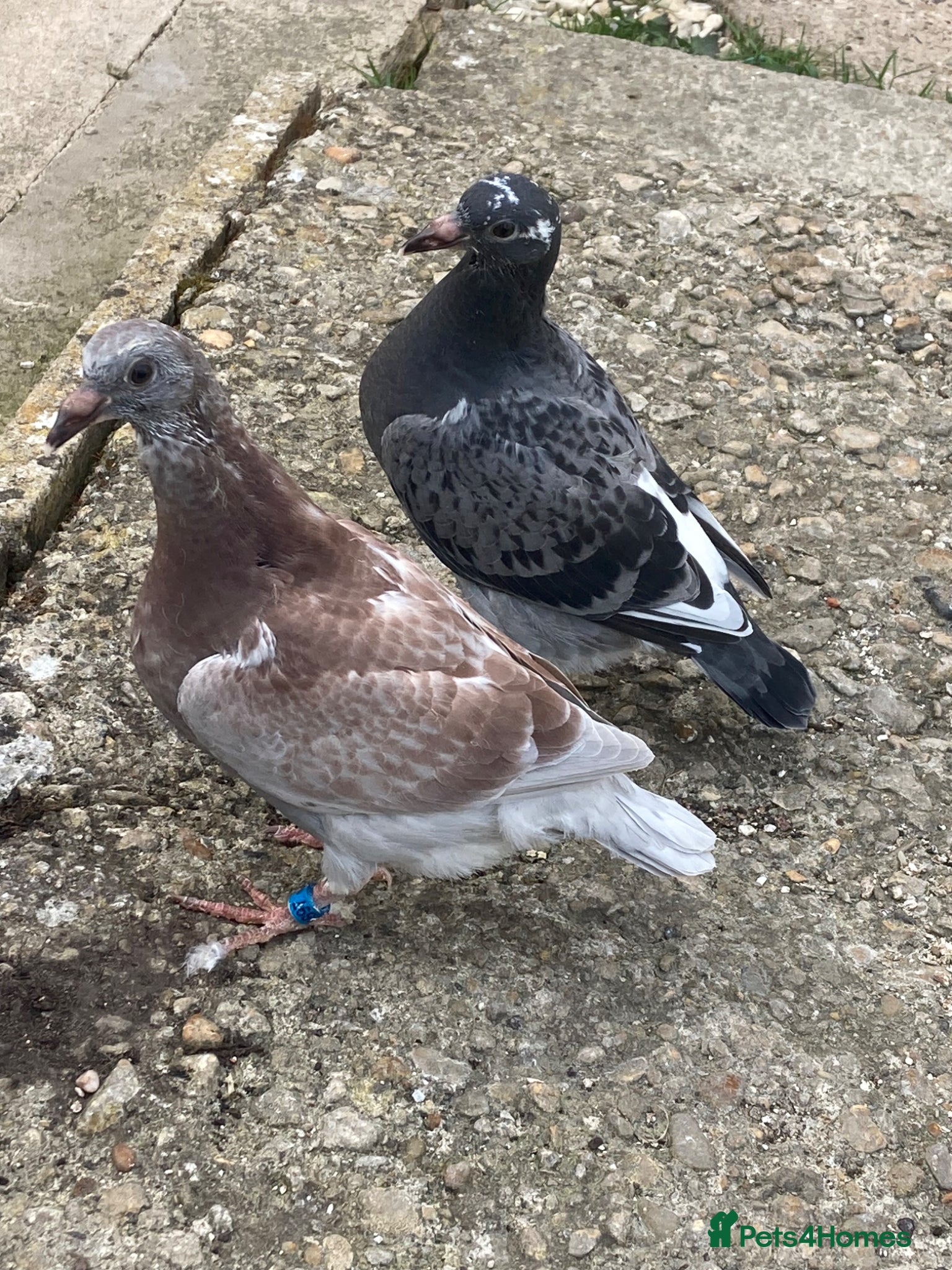 Pigeons birds 4 young birds  - Advert 2