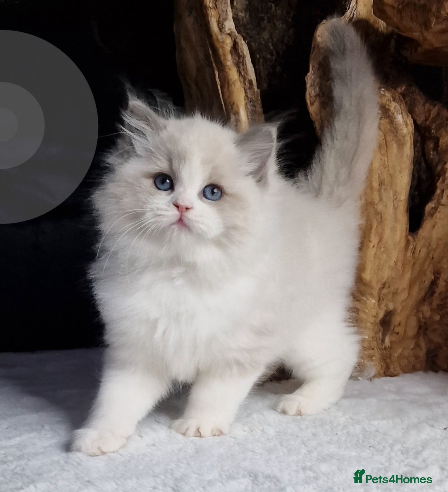 Ragdoll cats 🏆✨️Exclusive kittens from Champion parents🥇🐈 - Advert 2