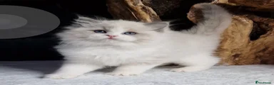 Valentinno