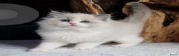 Ragdoll cats for sale: 🎀🐈Exclusive quality kittens🏆Champion parents🐈 - Advert 34