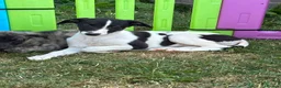 Whippet dogs for sale: Whippet Puppies  in Presteigne - Advert 7