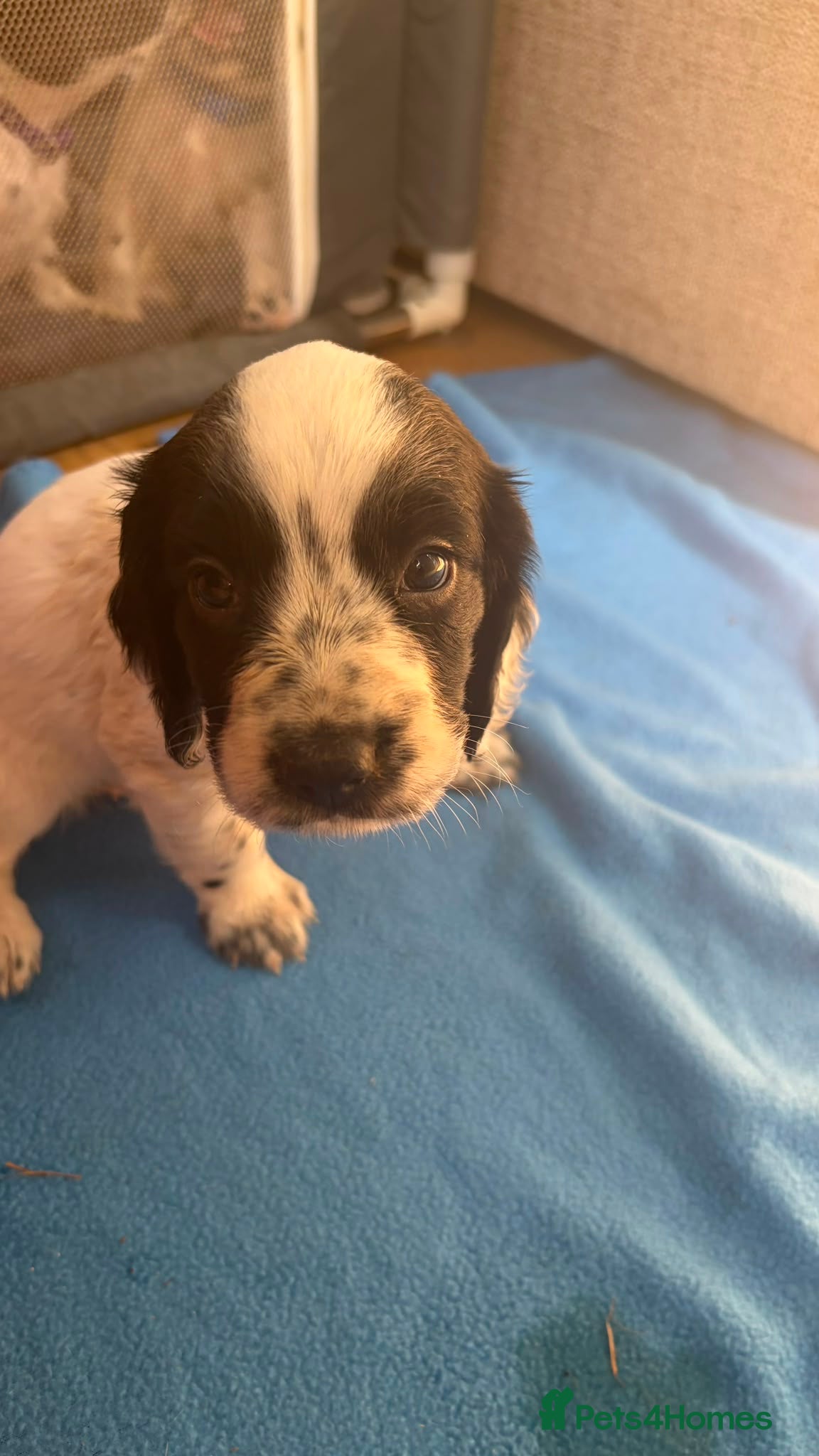 Cocker Spaniel dogs cocker spaniels pups great family pets!   - Advert 1