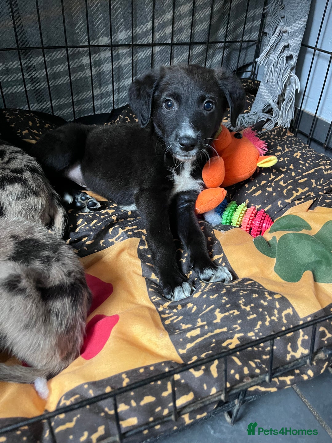 Mixed Breed dogs for sale: Lurcher x lab pups READY NOW!! - Image 18