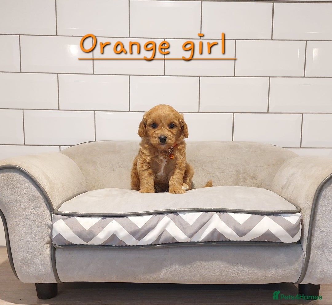 Cavachon dogs for sale: Cavapoochon puppies 💕 - Advert 5