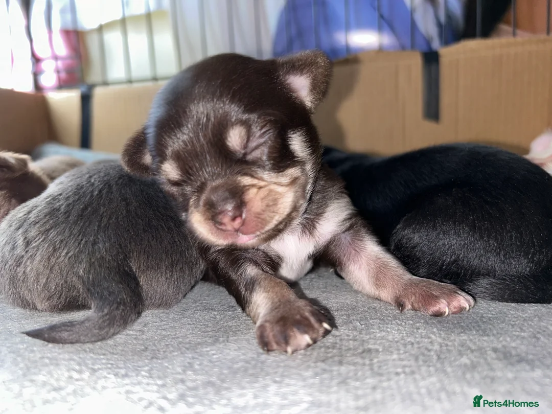 Chihuahua dogs for stud: Chihuahua Boy for stud Brown  - Advert 8