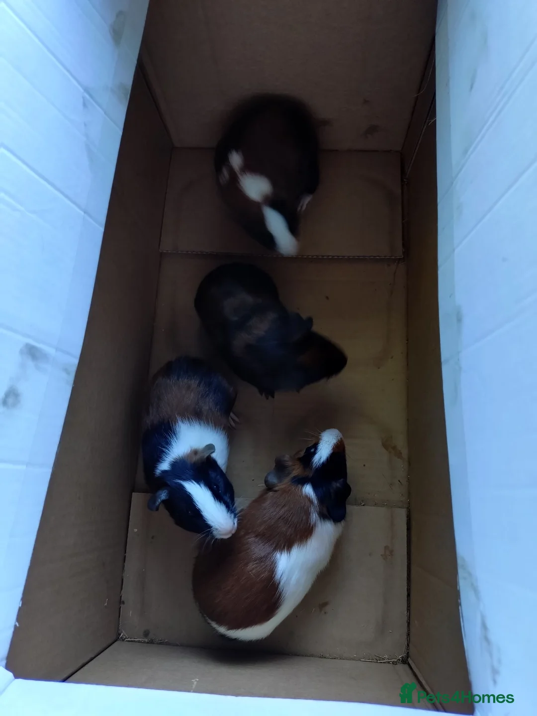 Guinea Pig rodents for sale: Males and females guinea pigs  - Advert 1