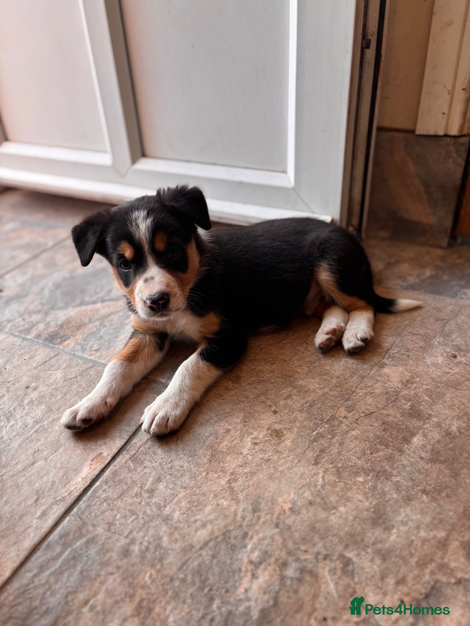 Border Collie dogs 9 Border Collie Puppies For Sale - Advert 16