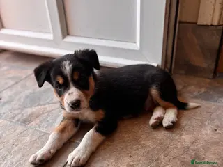 Border Collie dogs 9 Border Collie Puppies For Sale - Advert 16