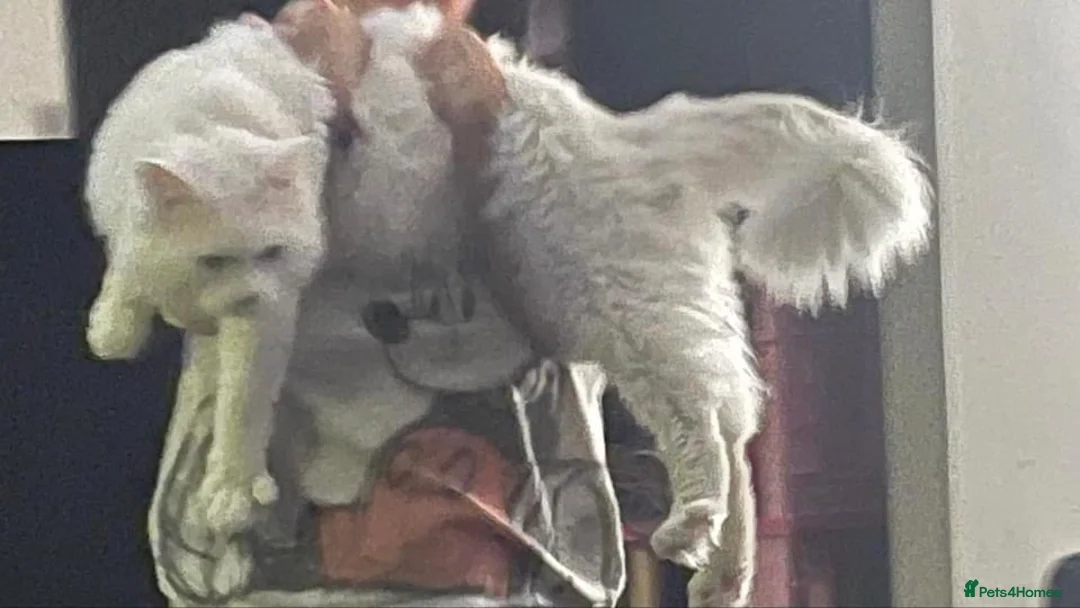 Maine Coon cats for stud: XXL Rare solid white Maine coon stud. in Wigan - Advert 2