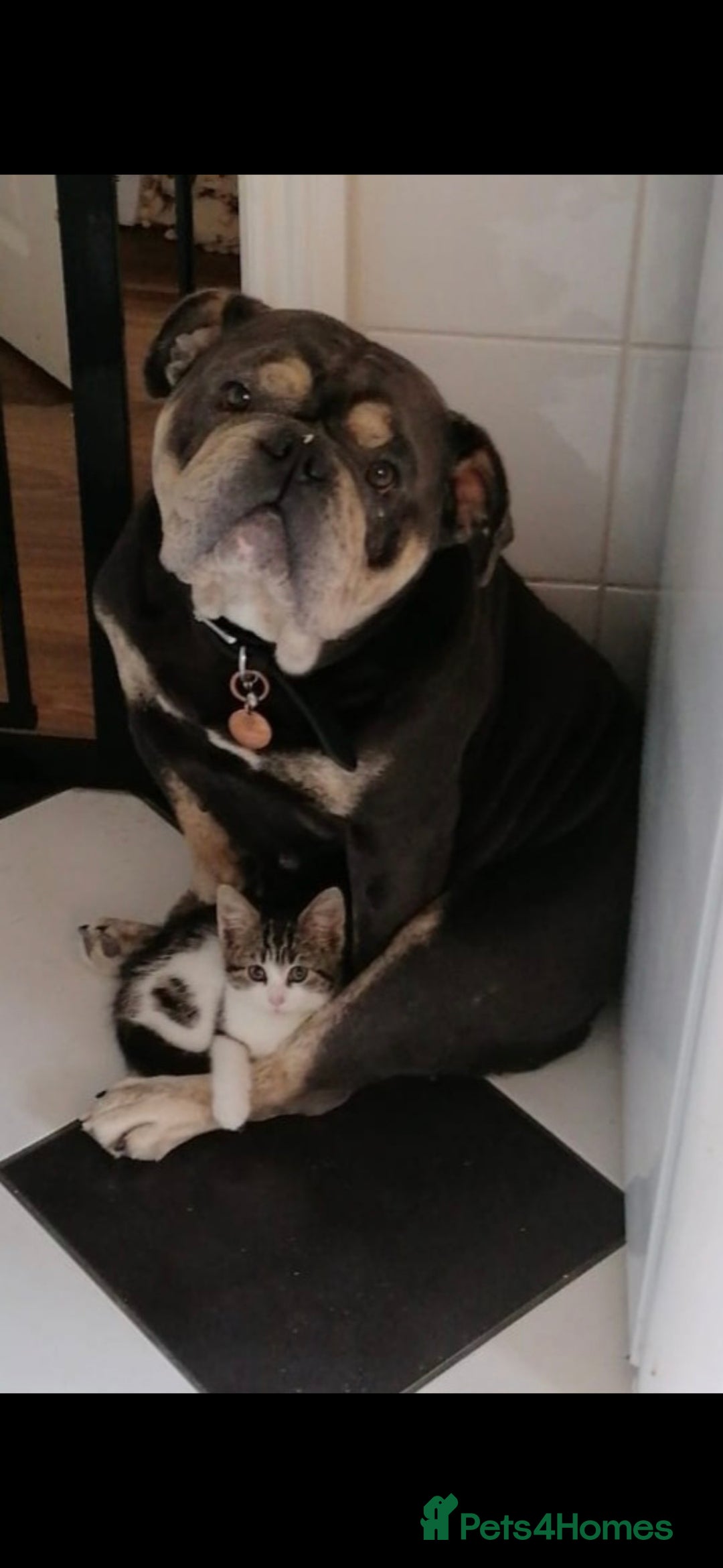 English Bulldog dogs for sale: Olde English Bulldogge - Image 4