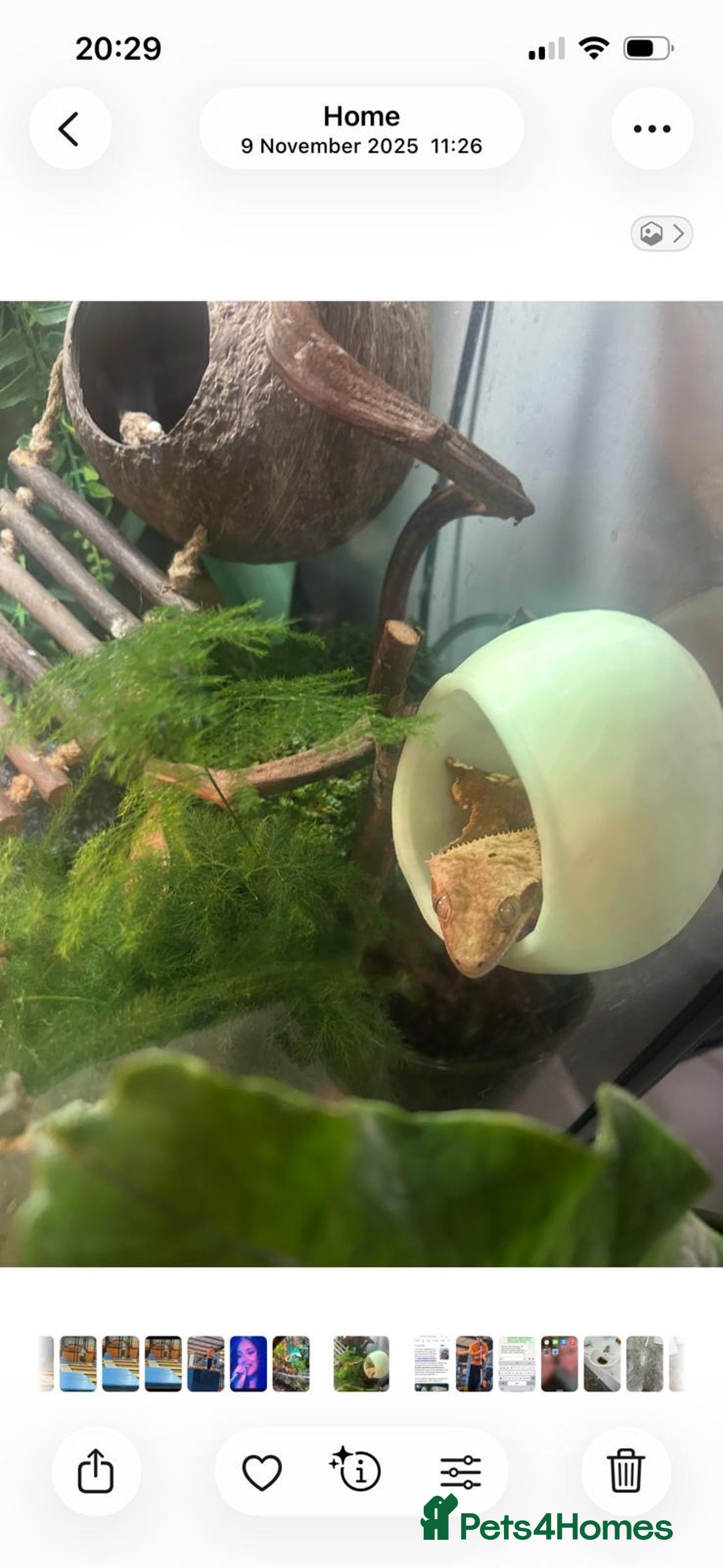 Gecko reptiles for sale: 2 x full paired crested gecko set ups available  - Advert 7