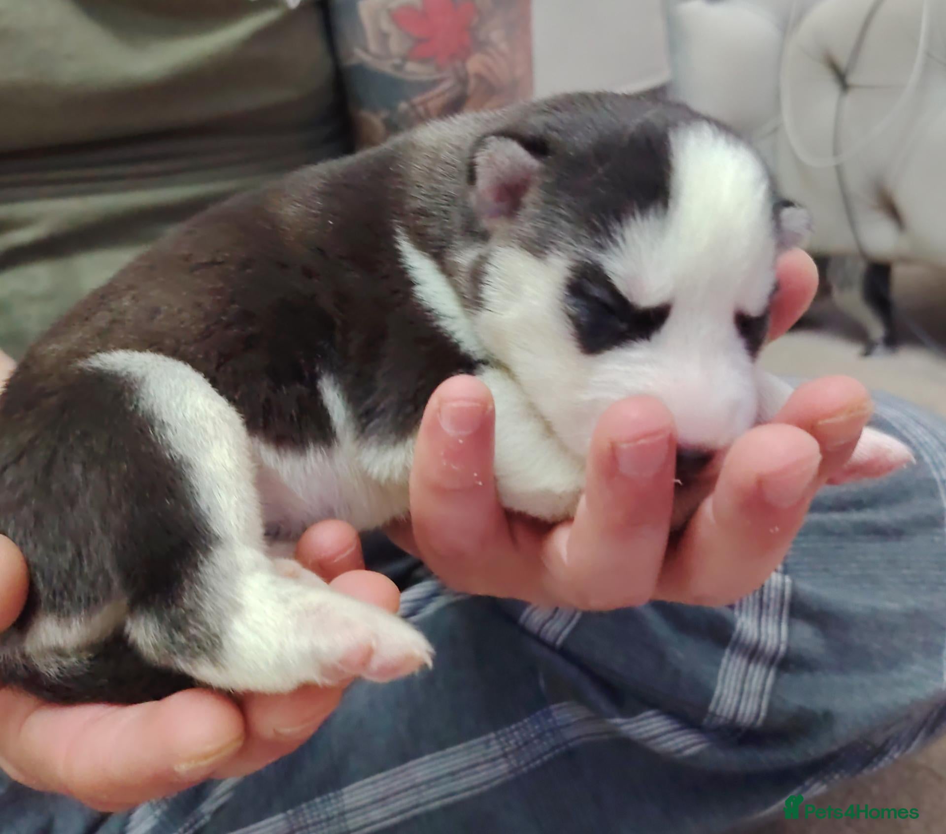 Siberian Husky dogs Beautiful husky pup for sale  - Advert 1