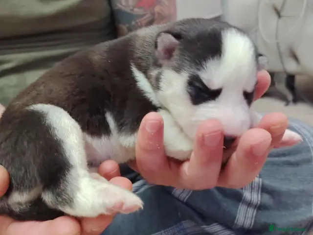 Siberian Husky dogs for sale: Beautiful husky pup 5 left!! - Advert 1