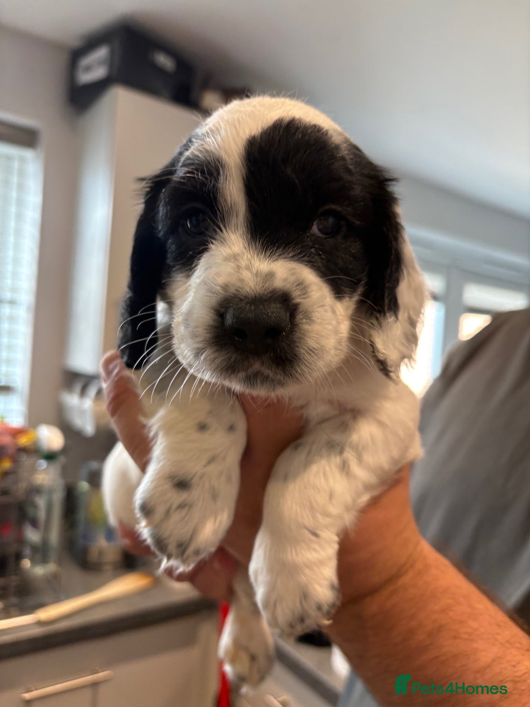 Cocker Spaniel dogs for sale: KC Registered Working Cocker Spaniel puppies - Image 21