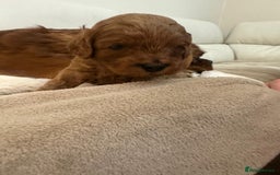 Cavapoo dogs for sale: 🐾 Beautiful F1 Cavapoos – Raised with Love  🐾 - Advert 7