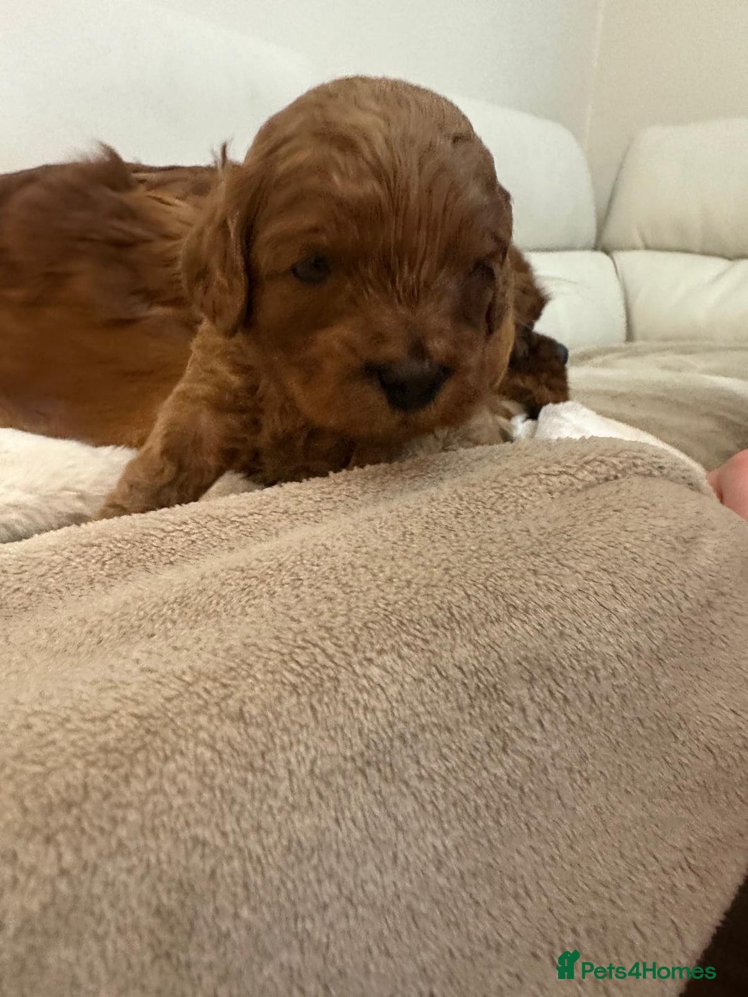 Cavapoo dogs for sale: 🐾 Beautiful F1 Cavapoos – Raised with Love  🐾 - Advert 7