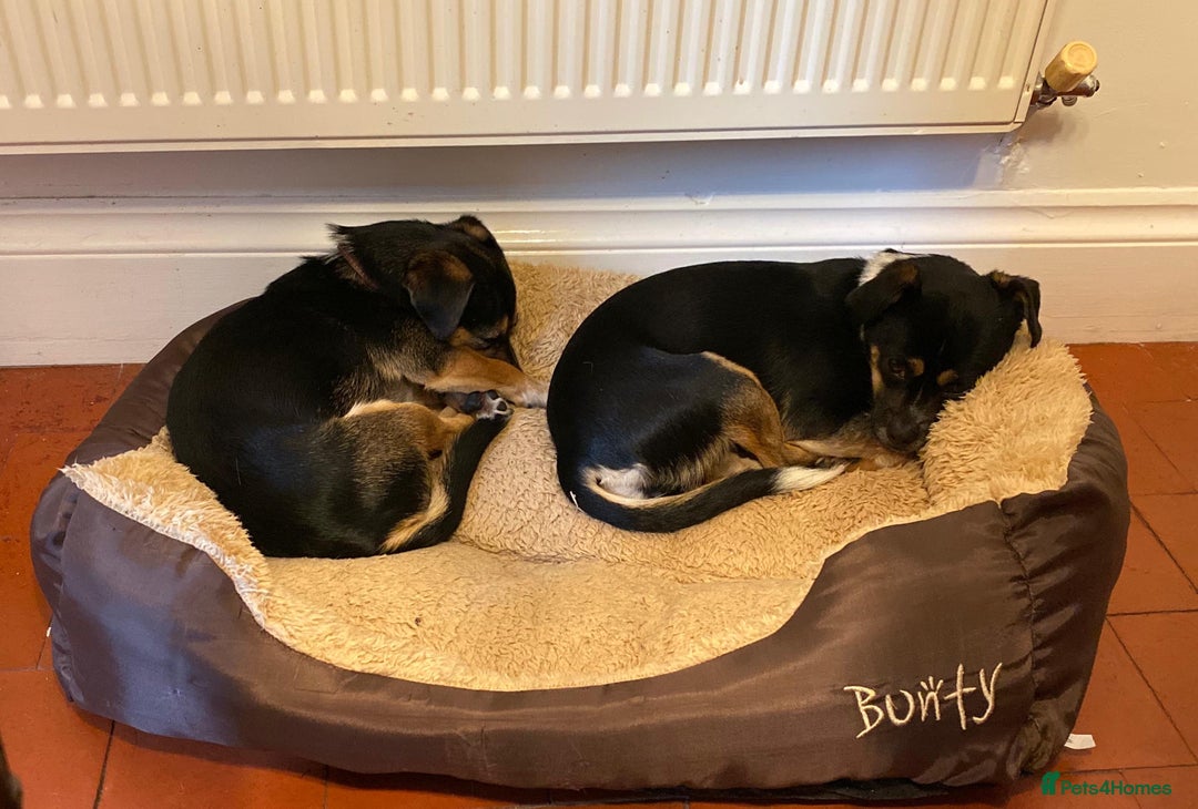 Mixed Breed dogs for adoption: Lolly and Poppy - Advert 15
