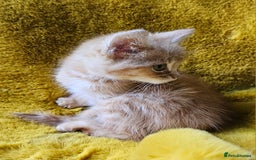 Maine Coon cats for sale: Kittens ready now - Image 2