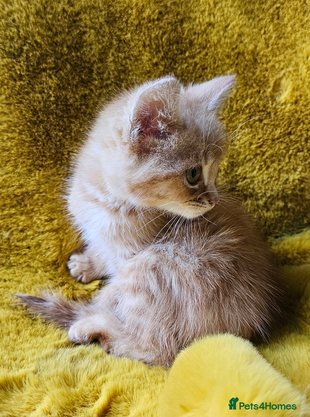 Maine Coon cats for sale: Kittens ready now - Image 2