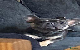 French Bulldog dogs for sale: Rocky looking for forever home. - Image 7