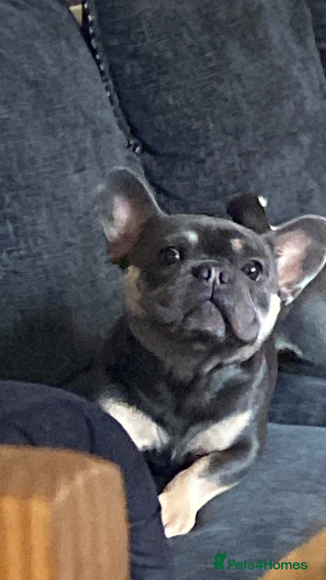 French Bulldog dogs for sale: Rocky looking for forever home. - Image 7