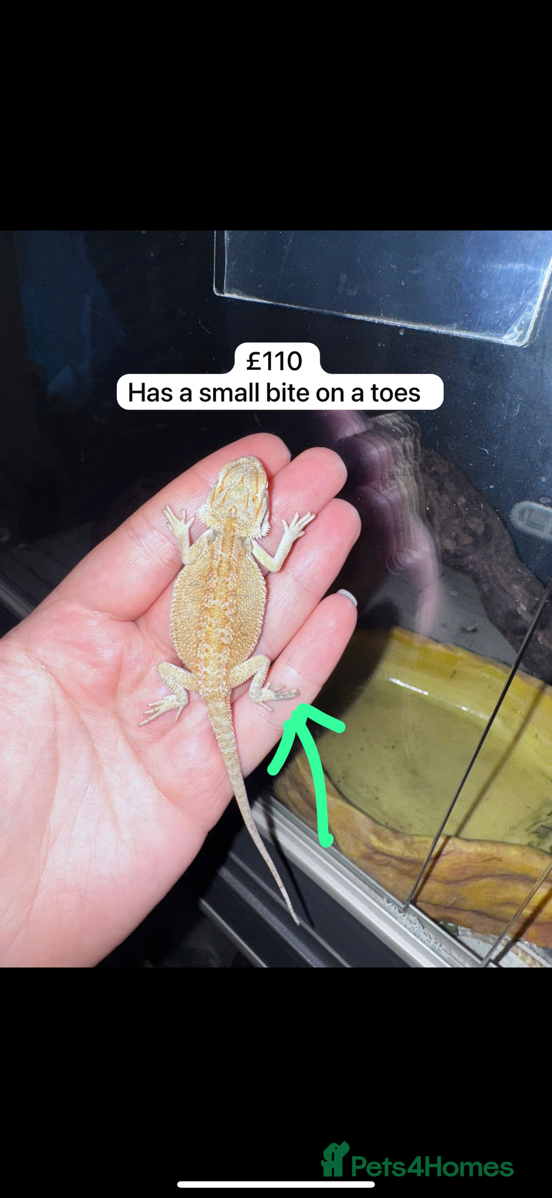 Bearded Dragon reptiles for sale: Bearded dragons babies&adults possible full setup - Image 6