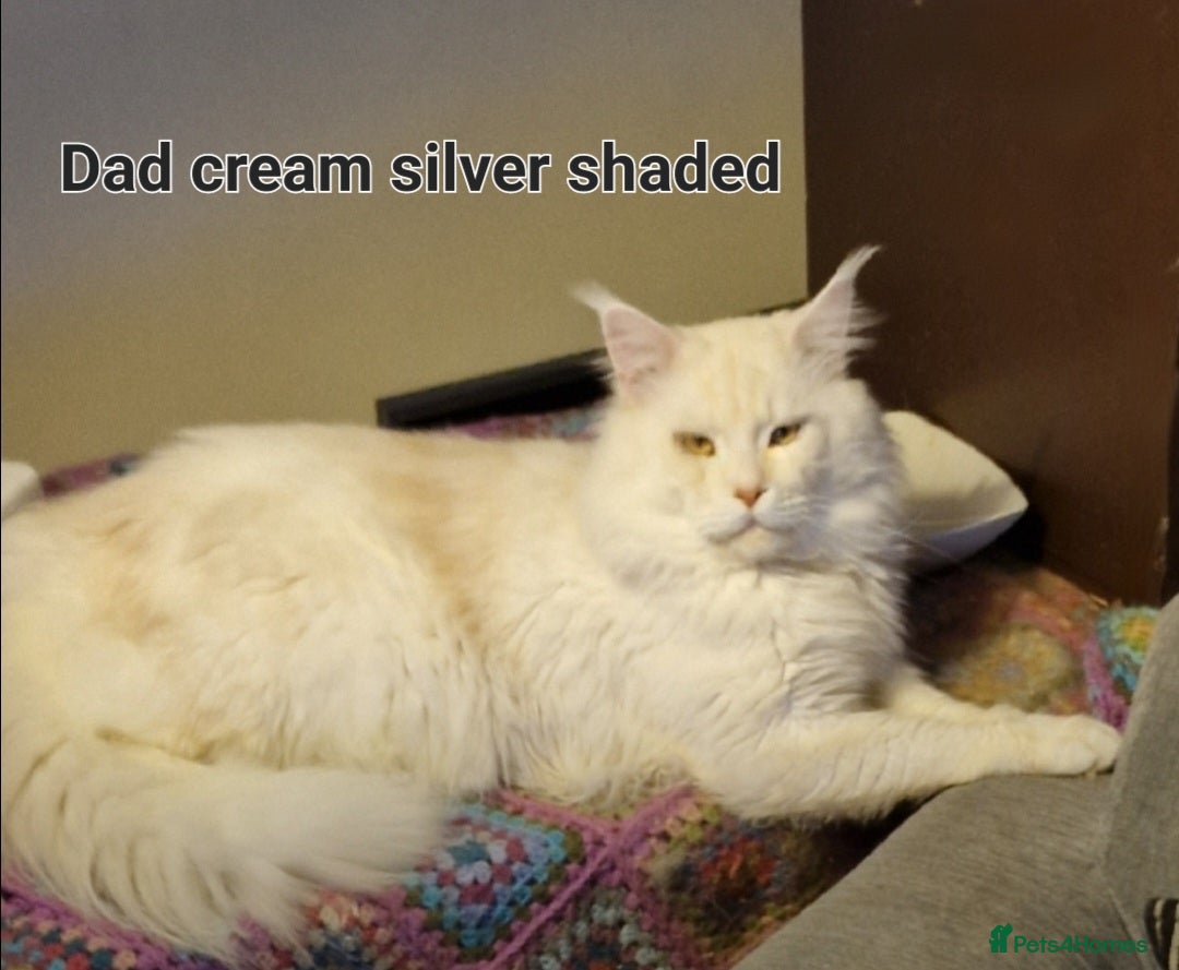 Maine Coon cats for sale: Maine Coon TICA reg kittens and Persian adult  - Image 11
